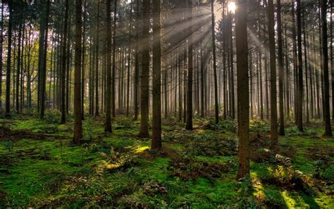 Sun Rays Passing Through Forest Trees Nature Trees Forest Sun Rays
