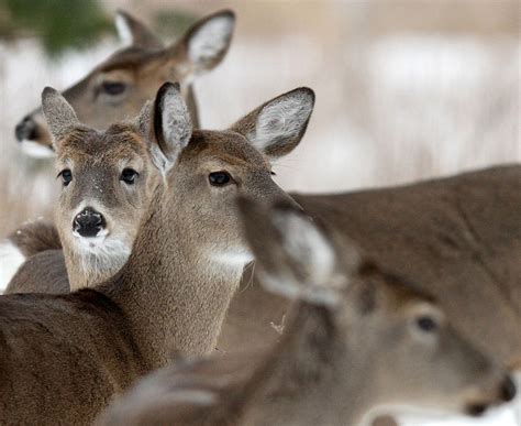 Ohio Deer Hunting Season Concludes With Most Deer Killed Since 2012