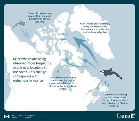 Whale Population And Marine Ecosystem Biodiversity Killer Whales
