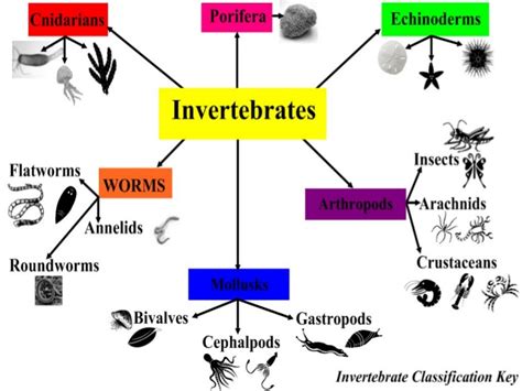 Invertebrate Webquest Ms Halls 7th Grade Science Webpage