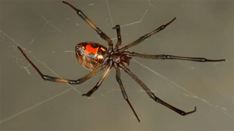 Male Brown Widow Spiders Prefer Cannibalistic Older Females For No