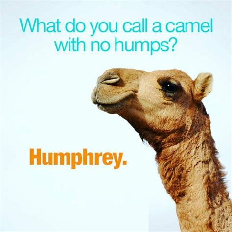 What do you call a camel that cries? #wednesday #happyhumpday | Jesse Grillo | Pinterest ...