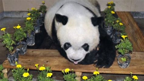 Basi The Worlds Oldest Giant Panda