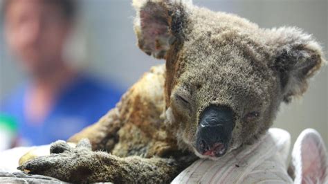Half A Billion Animals Killed In Australia Wildfires