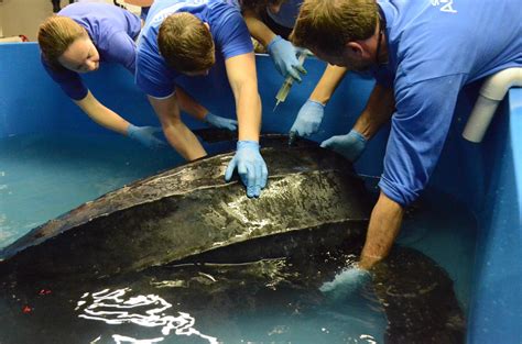 Yawkey Sea Turtle Rescue 500 Pound Leatherback Sea Turtle Rescued