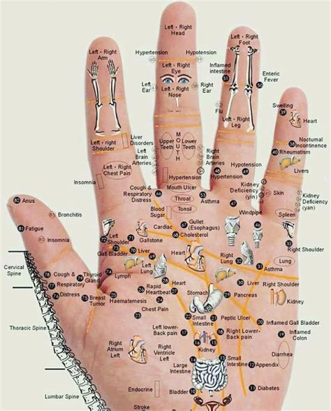 Palm Chart For Reflexology