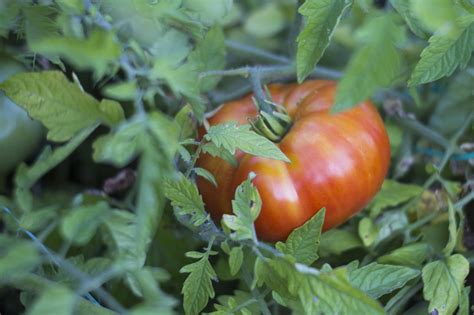 19 Exciting Tomato Varieties To Try Growing This Year