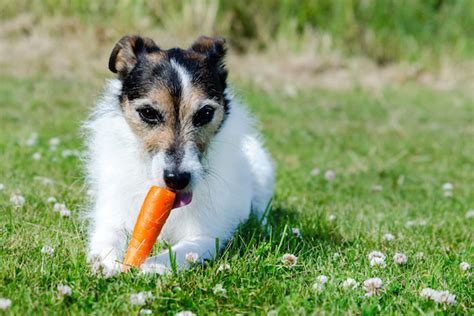 The short answer is yes and no. turkey is not toxic to dogs. What Vegetables Can Dogs Eat? - Eat Play Easy