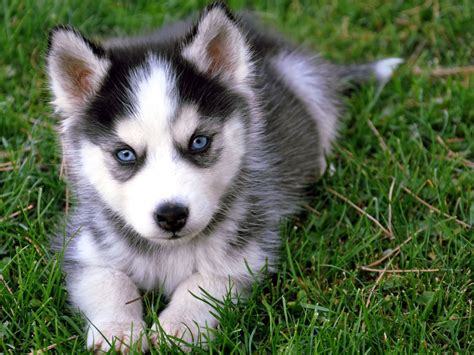 Two little cute puppy of siberian husky dog with blue eyes isolated. 50+ Very Beautiful Siberian Husky Dog Photos And Pictures