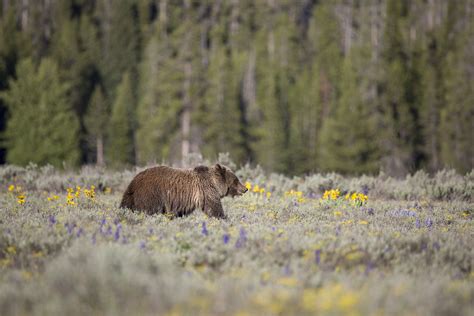 Court Overturns Federal Authorization To Kill 72 Grizzlies Near Ynp