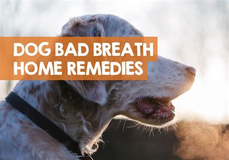 What Can You Give Dogs For Bad Breath Home Remedy