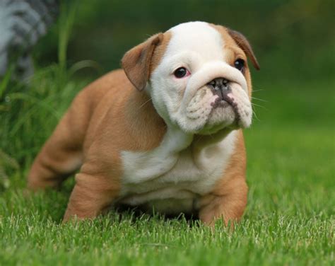 Review how much bulldog puppies for sale sell for below. English Bulldog Puppies For Sale | Newent, Gloucestershire | Pets4Homes