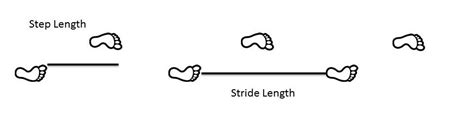 Stride Length Calculator By Height Kenneysindija
