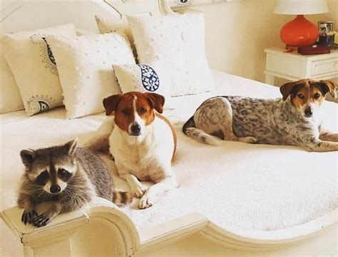 Raccoonhound Orphaned Raccoon Becomes Bffs With Dogs