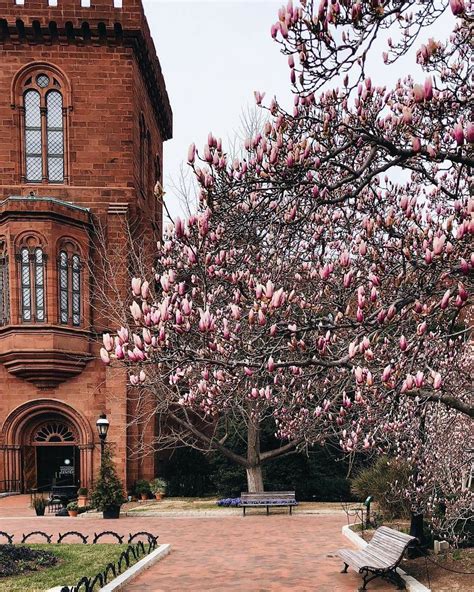 Smithsonian Castle Darling Escapes Cherry Blossom Dc Spring Is Coming