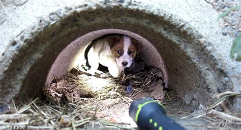 Terrified Three Month Old Puppies Rescued From Storm Drain After Mother