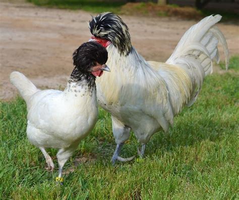 Imported Black Crested White Polish Chickens
