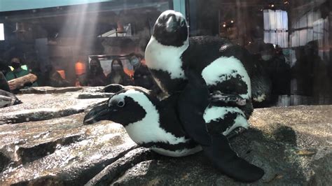 African Penguins Having Sex Spheniscus Demersus Youtube