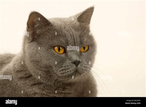 Cat Hi Res Stock Photography And Images Alamy