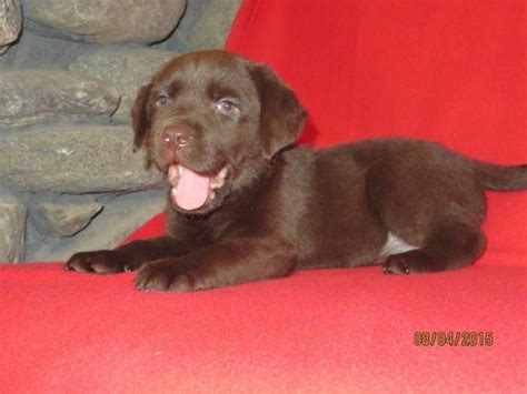Give your puppy lots of love, praise and treats for responding. Beautiful AKC chocolate labrador puppy (female)----8 weeks old for Sale in Phelan, California ...