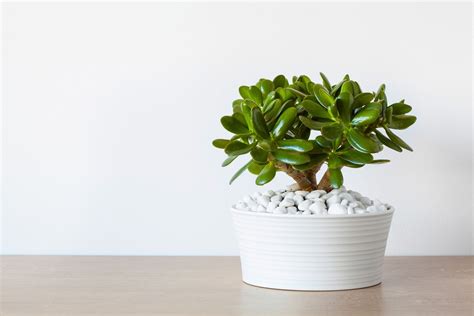 How To Grow And Care For Jade Plant Lucky Plant
