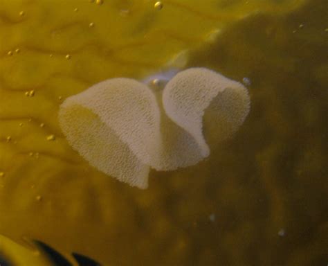Based on how temps have been, i might see the first hatchlings as early as the 26, and pretty much for certain i will have have babies by the 4th of next month. sea slug eggs | Sea slug, Slugs, Invertebrates