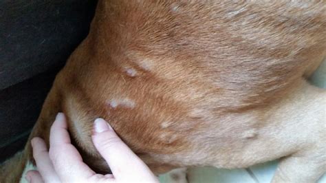 Adopted Shelter Dog Has Several Crusty Spots On Skin