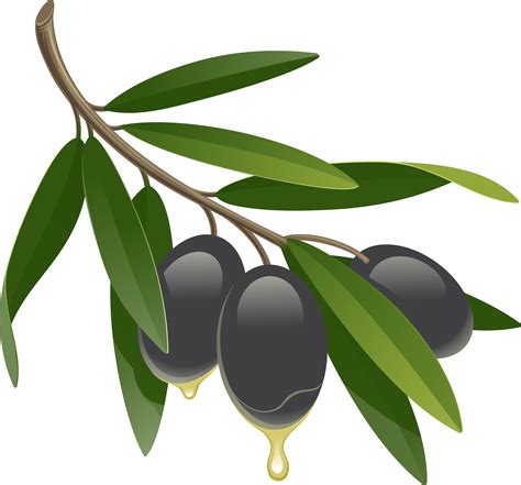 Olives Png Image Olive Oil Packaging Olive Flower Drawing