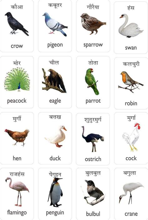 Types of birds with examples. 4 dias atrás | English language learning, Hindi language ...