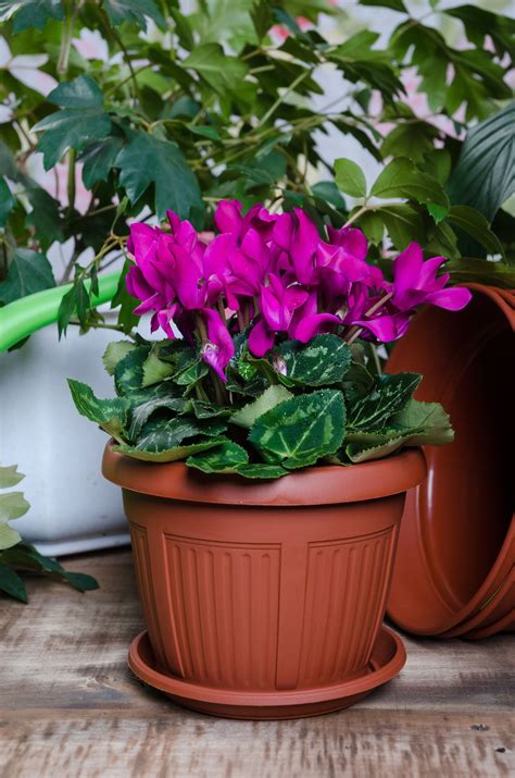 Continue reading to learn how to care for freesias. Easy Instructions on How to Care for Cyclamen Houseplant ...