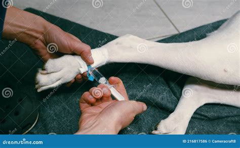 Medicaments Injection To Intravenous Cannula In Dog Hind Paw Stock
