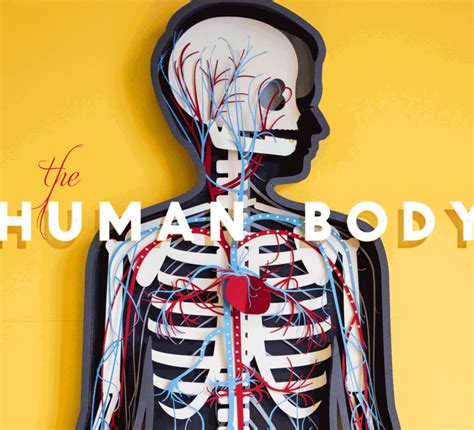 Making The Human Body App More Human Human Body App Human Body