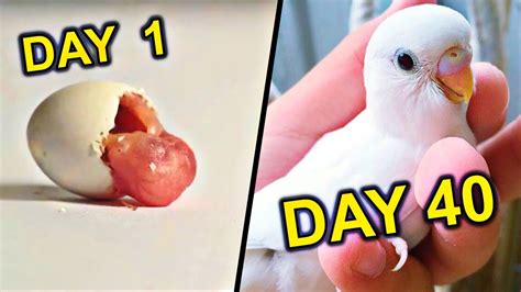 Budgie Growth Stages Baby Budgie Hatching And Growing Youtube