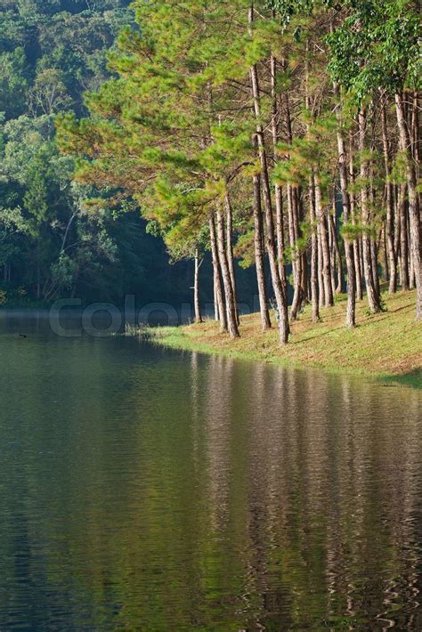 Landscape With Pine Trees Lake Stock Image Colourbox