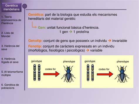 Biologia Pau Genètica I Reproducció Genètica Mendeliana Cat