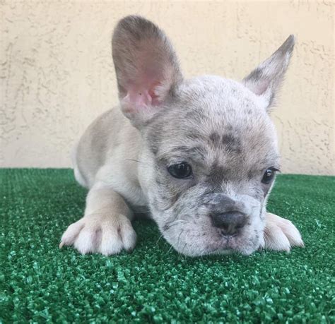 The french bulldog's origins are murky, but most sources trace their roots to english bulldogs. French Bulldog Puppies For Sale | Austell, GA #241746