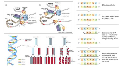 Dna Replication Mechanism Definition Requirements Steps