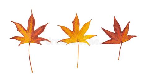 Autumn Leaf Isolated Colored Autumn Tree Leaves Red Orange Fol Stock Vector Illustration Of