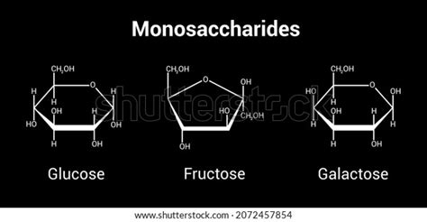 Glucose Fructose Galactose Monosaccharides Simple Sugars Stock Vector