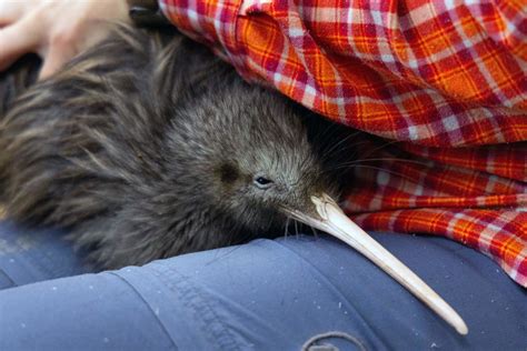 New Zealand To Actively Protect Its National Bird Icon ‘kiwi How Many