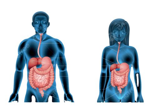 Human Digestive System Hepatic Outline Liver Vector Hepatic Outline