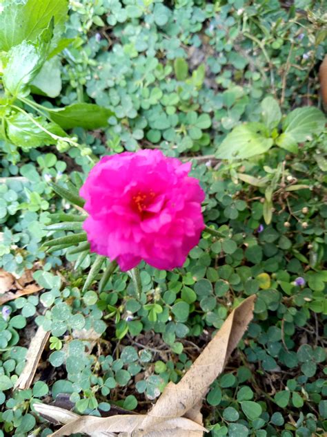 Ide 48 Bunga Warna Pink