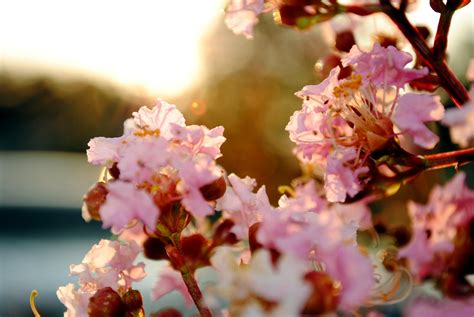 15 Selected Pastel Spring Desktop Wallpaper You Can Use It Free
