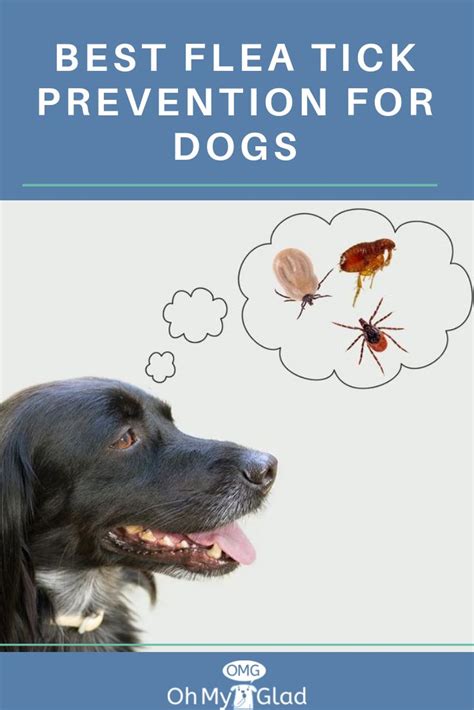 Best Flea And Tick Prevention For Dogs That Works Of 2019 Flea And