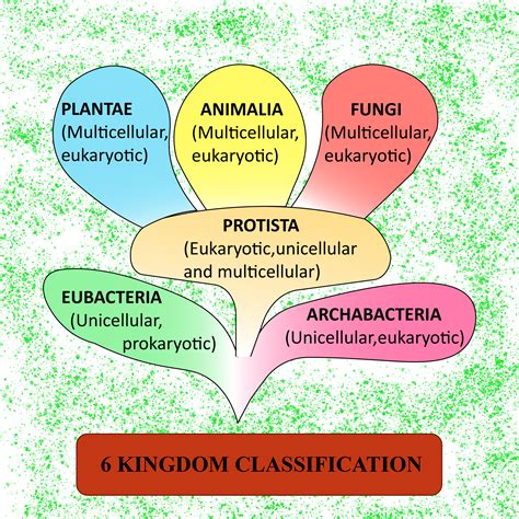 Bacteria Kingdom Classification What Is The Kingdom Classification Of
