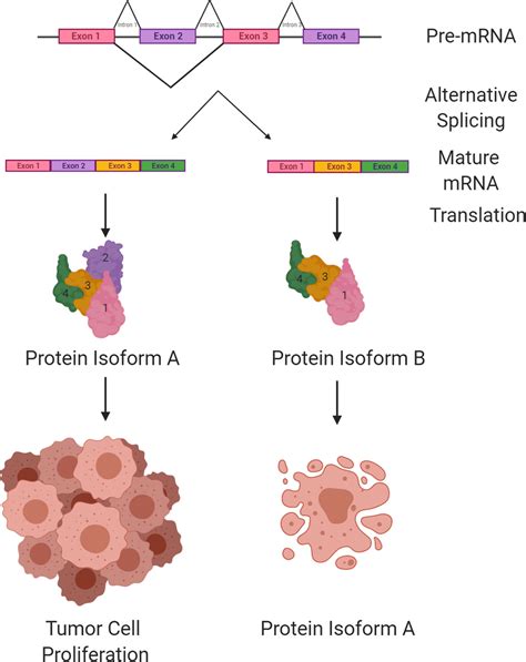 Schematic Representation Of Protein Isoforms That Can Be Generated From