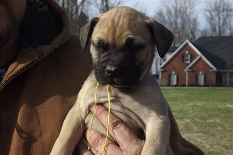 There are so many loving adoptable pets right in your community waiting for a family to call their own. Bullmastiff puppy for sale near Greensboro, North Carolina ...