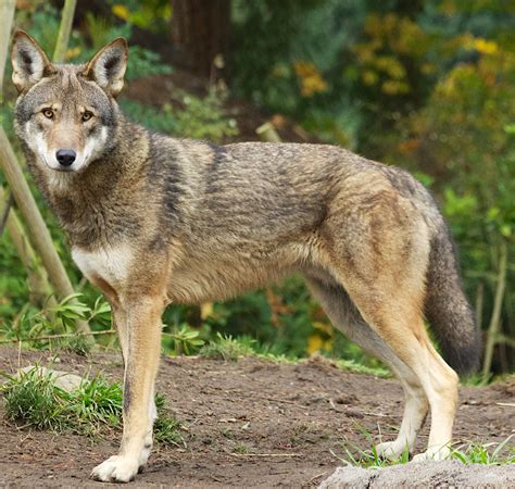 Red Wolf Advocates Say Agency Inaction Could Cause Extinction