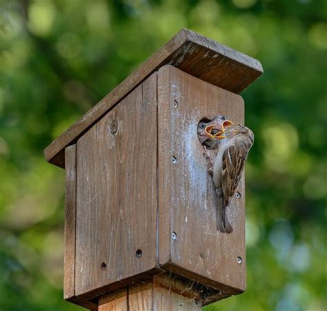 DIY Nichoir à oiseaux Tuto facile pour les fabriquer Un Jour Une idée