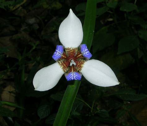 Filelily Flower Wikimedia Commons